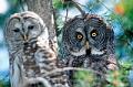 strix uralensis